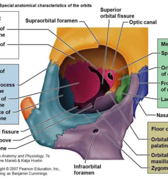 Anatomy of orbit