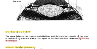 anatomy of anterior chamber