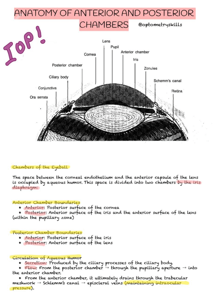 anatomy of anterior chamber