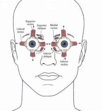Extra Ocular Muscles Position