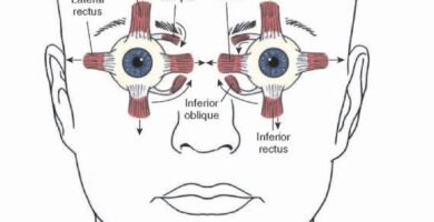 Extra Ocular Muscles Position
