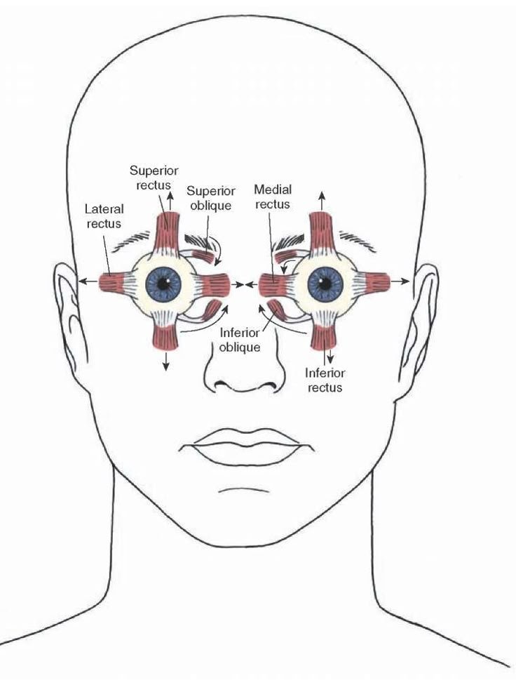 Extra Ocular Muscles Position