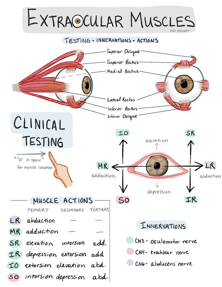 Extra ocular muscles- Clinical tips