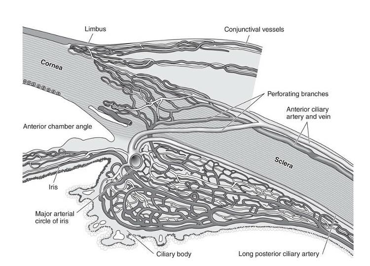 Vascular Supply To The Anterior Segment of Eye Diagram