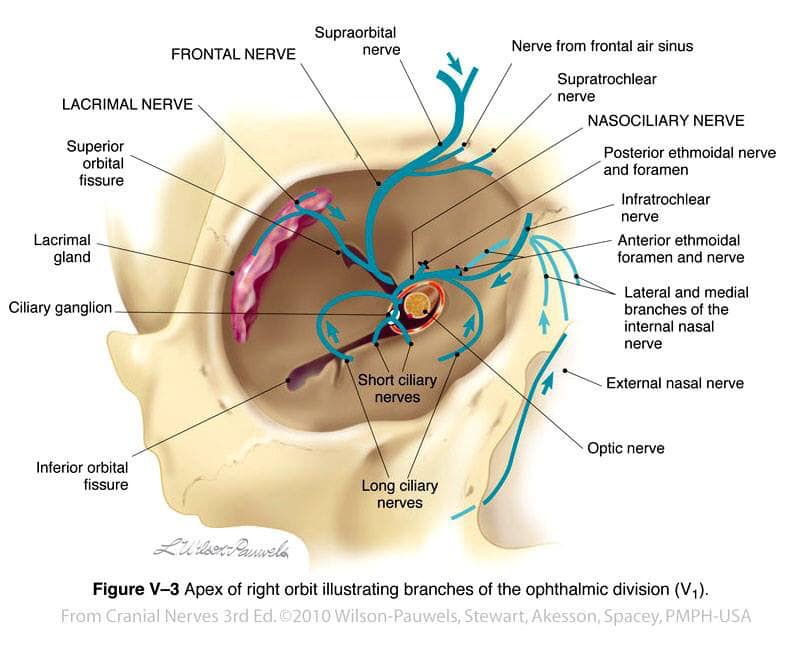 Anatomy of Orbit, Special Anatomical Characteristics of The Orbit: