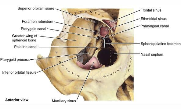 Anatomy of Orbit, Special Anatomical Characteristics of The Orbit: