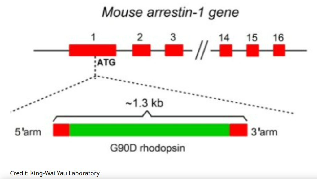 Study Suggests High Frequency Electrical Noise Results in Congenital Night Blindness
